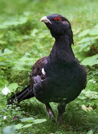 Grand tétras ou coq de bruyère (Photo Wikipedia)