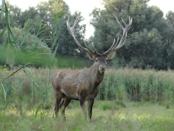 Le vieux cerf qui donne le ton au film