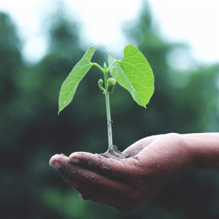 Ouverture Grainothèque du Fousseret