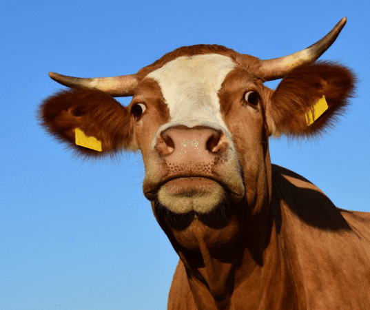 Bovin FOIRE AGRICOLE LE FOUSSERET 2020