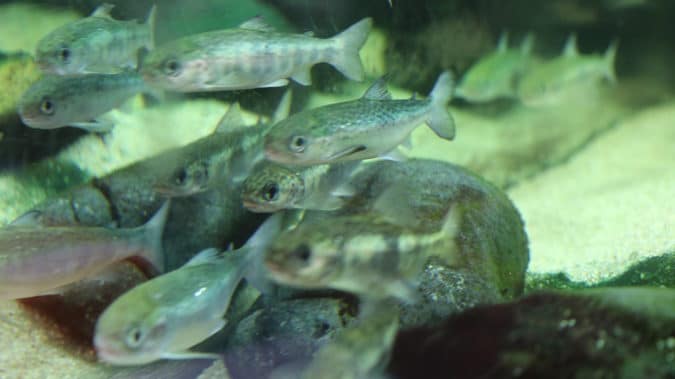 poissons migrateurs de la Garonne