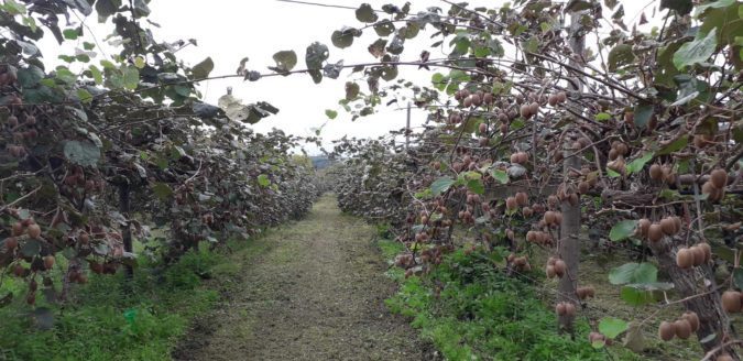 De vrais kiwis cazèriens avec du goût