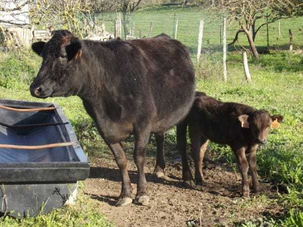 Les premières naissances ont eu lieu en septembre