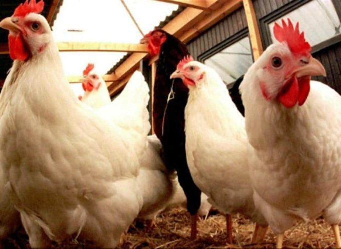 Premier cas de grippe aviaire en Haute Garonne: Toutes les volailles ont été euthanasiées .
