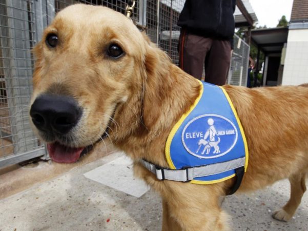chiens-guides