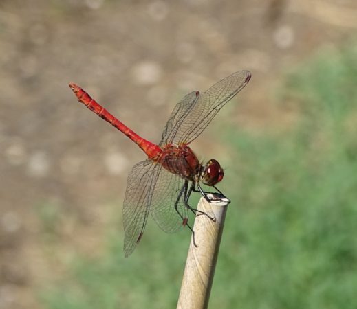 A ne pas manquer, une sortie découverte des libellules au site Natura 2000 de Boulogne.