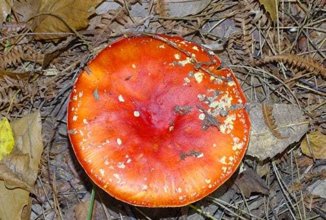 Le 19 septembre à l'arboretum de Cardeilhac, on saura tout sur les champignons.