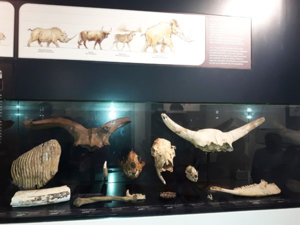 Pour les Journées du Patrimoine les 17, 18 et 19 septembre, le Musée de l'Aurignacien propose de nombreuses animations.