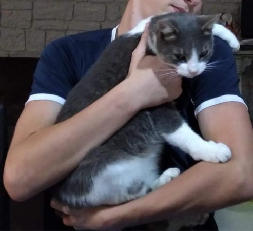 Sauver les chats abandonnés demande des moyens humains et financiers