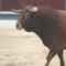 La mise à mort d’un toro est-elle indispensable ?