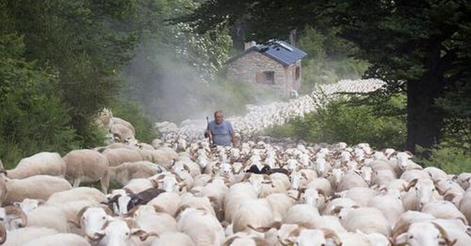 L'expo reportage d'Arnaud Chochon sur la Laine Paysanne est actuellement sur les murs de La Cafetière à Aurignac.