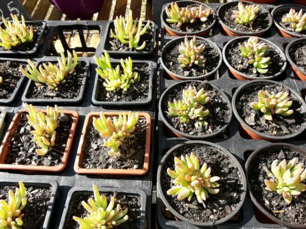 Dimanche 8 mai à Bazordan, toute la journée au marché bio et local, vente de plants de potagers, fleurs, plantes grasses (photo), de produits locaux, d'artisanat, des animations, des spectacles etc. A ne pas manquer.