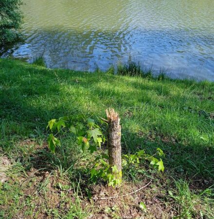 Des dégradations ont eu lieu autour du lac de Boulogne sur Gesse ces derniers jours, du mobilier urbain et des plantations ont été saccagés.
