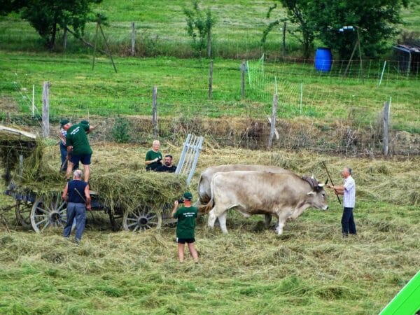 La fête des foins à l'ancienne a battu son plein à Péguilhan-Lunax samedi 4 juin, grâce à l'association Les Mécanos du Tuco.