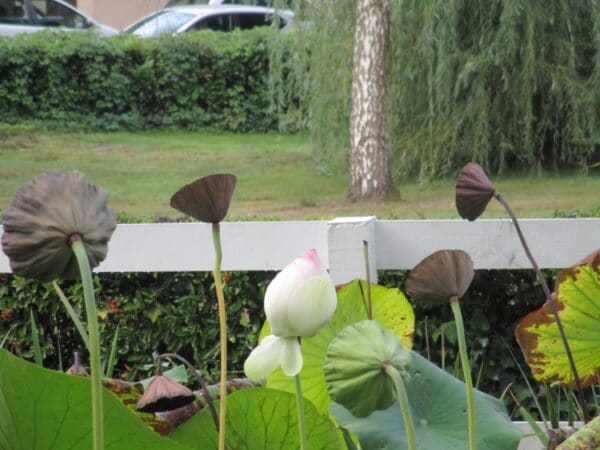 Visite guidée du jardin thermal de Barbotan (32) avec Passen Gers samedi 18 juin.