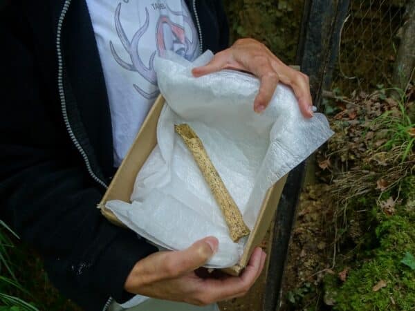 Amélie Vialet, paléoanthropologue, présente l'humérus humain découvert cet été dans la grotte de Coupe-Gorge à Montmaurin, lors de la 3ème phase de fouilles du programme qu'elle dirige.