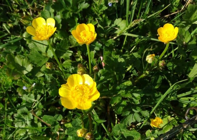 A l'arboretum de Cardeilhac vous saurez tout sur les plantes et leur utilisation avec l'atelier du mardi 30 août.