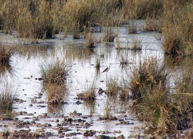 Une faune à découvrir