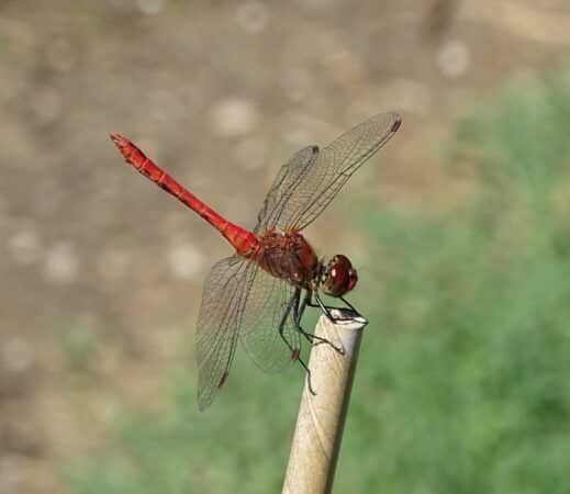 Pour découvrir la zone Natura 2000 de Boulogne sur Gesse, un jeu-rallye est organisé samedi 13 mai.
