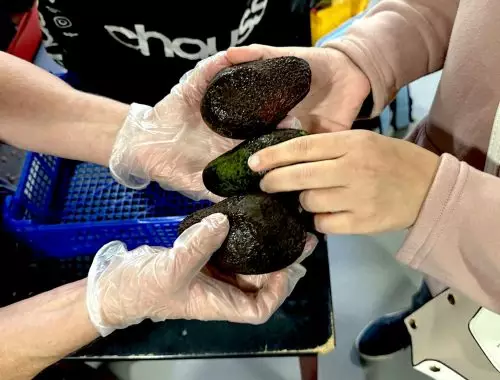 Devenez bénévole des Restos du Coeur à Boulogne. (crédit photo les Restos du coeur)