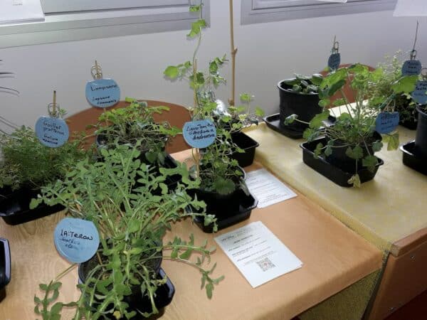 Les secrets des plantes sauvages révélées à Aurignac, avec l'expo de Passe-Graines.