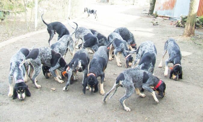 Un concours de chiens de chasse au sanglier à Saman le 7 avril.
