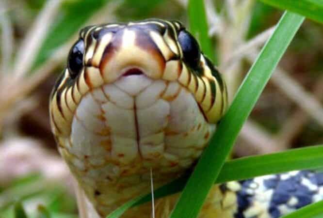 Les réptiles du Volvestre