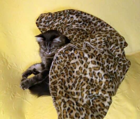 Celui-ci devra être protégé !