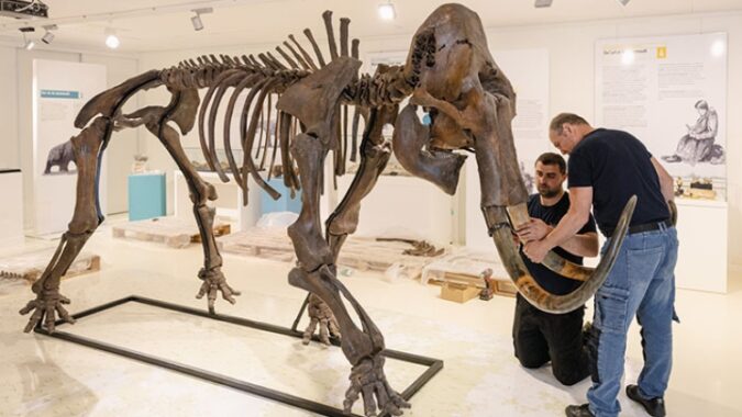 Un mammouth au musée de l'Aurignacien, pièce maîtresse de la nouvelle exposition temporaire.