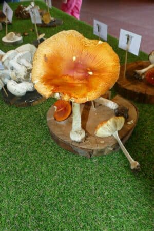 Des découvertes à ne pas manquer !