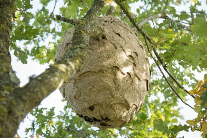 Poser les pièges à frelon, un geste écologique essentiel.
