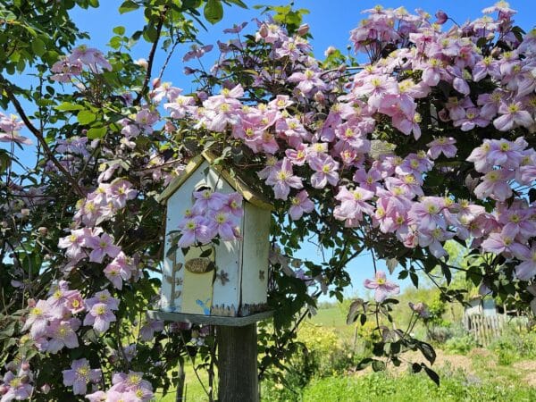A l'entrée du potager, un couple de mésange a choisi mon petit nichoir pour élever ses petits, à ne pas déranger !