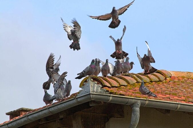 Pour une ville propre et saine, plus de 1000 pigeons ont été capturés à Aurignac.